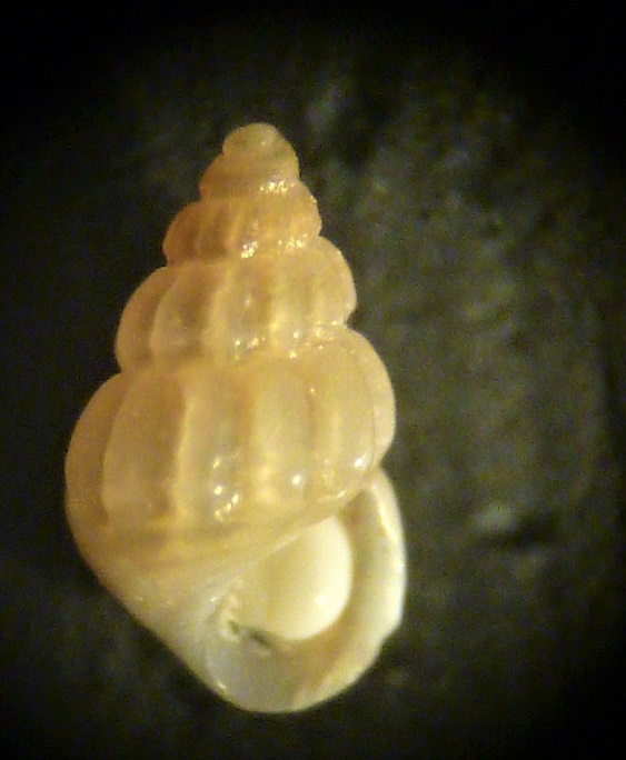 Alvania da determinare